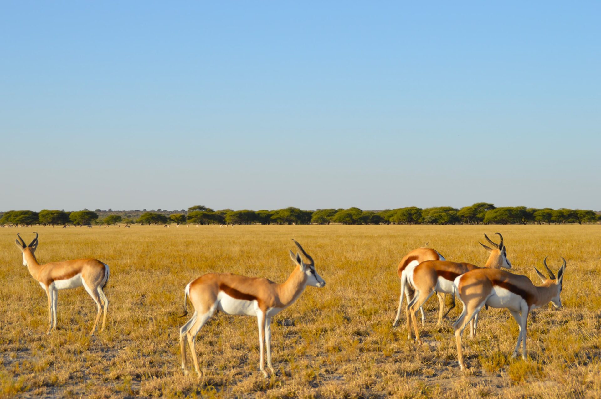 まずは知りたい、セントラル・カラハリ動物保護区とは？ – GREEN WALK