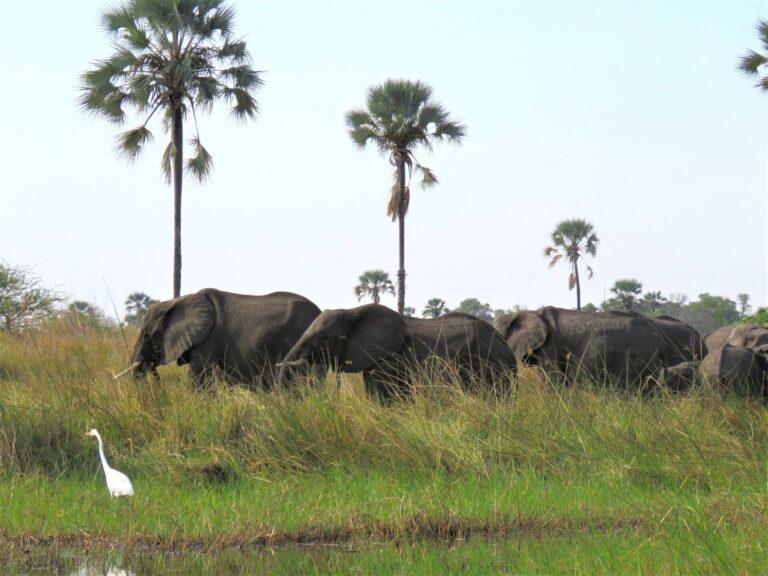 世界遺産:オカバンゴ・デルタ(湿地帯) GREEN WALK TRAVEL ボツワナ旅行